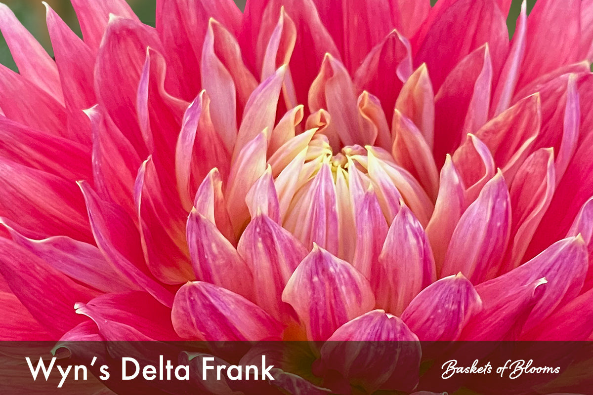 Wyn's Delta Frank, dahlia tuber
