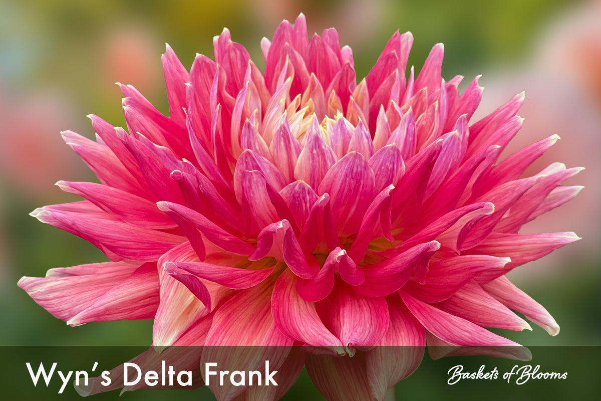 Wyn's Delta Frank, dahlia tuber