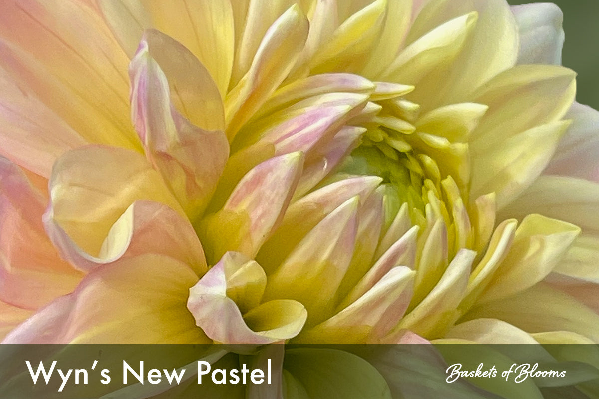 Wyn's NEW Pastel, dahlia tuber