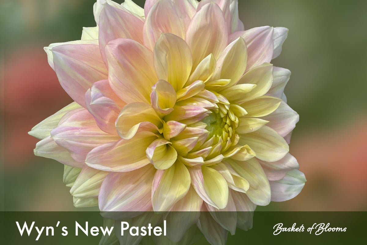 Wyn's NEW Pastel, dahlia tuber