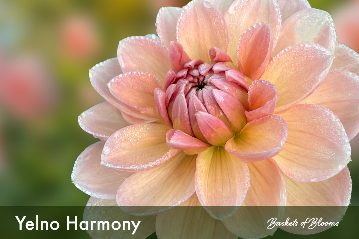 Yelno Harmony, dahlia tuber