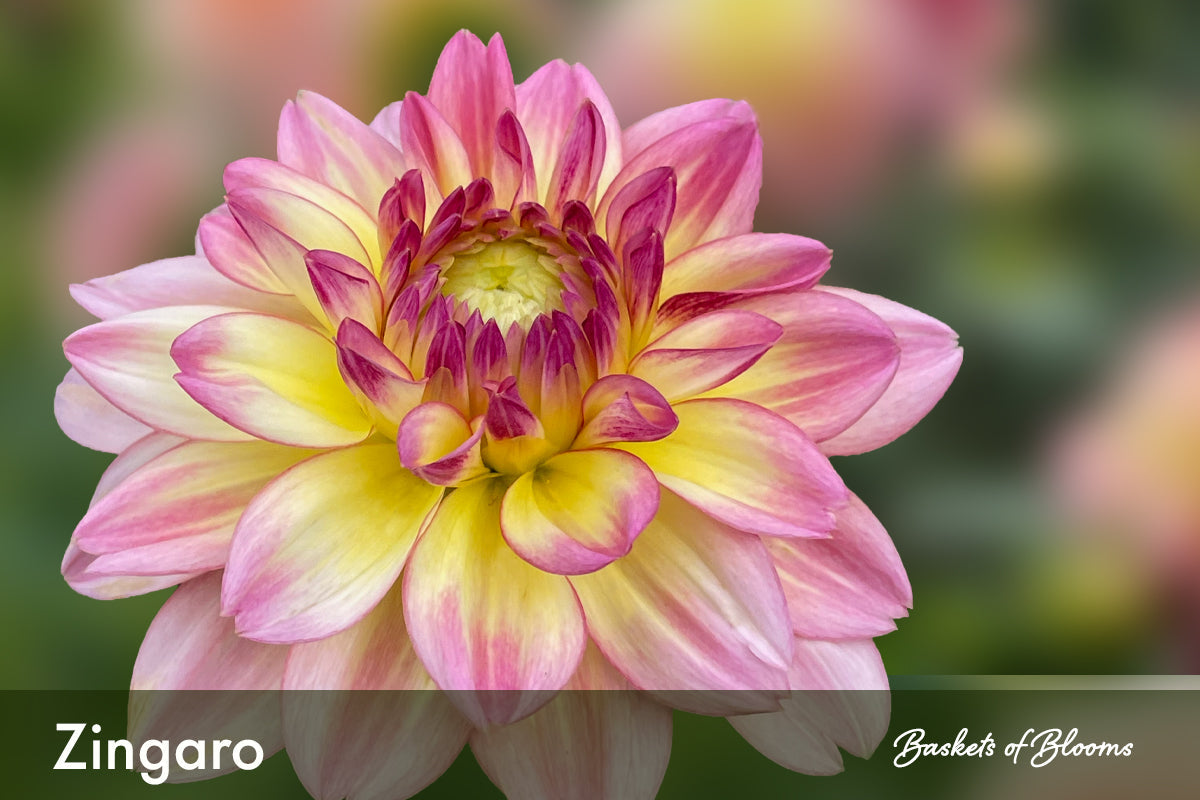 Zingaro, dahlia ROOTED Plant