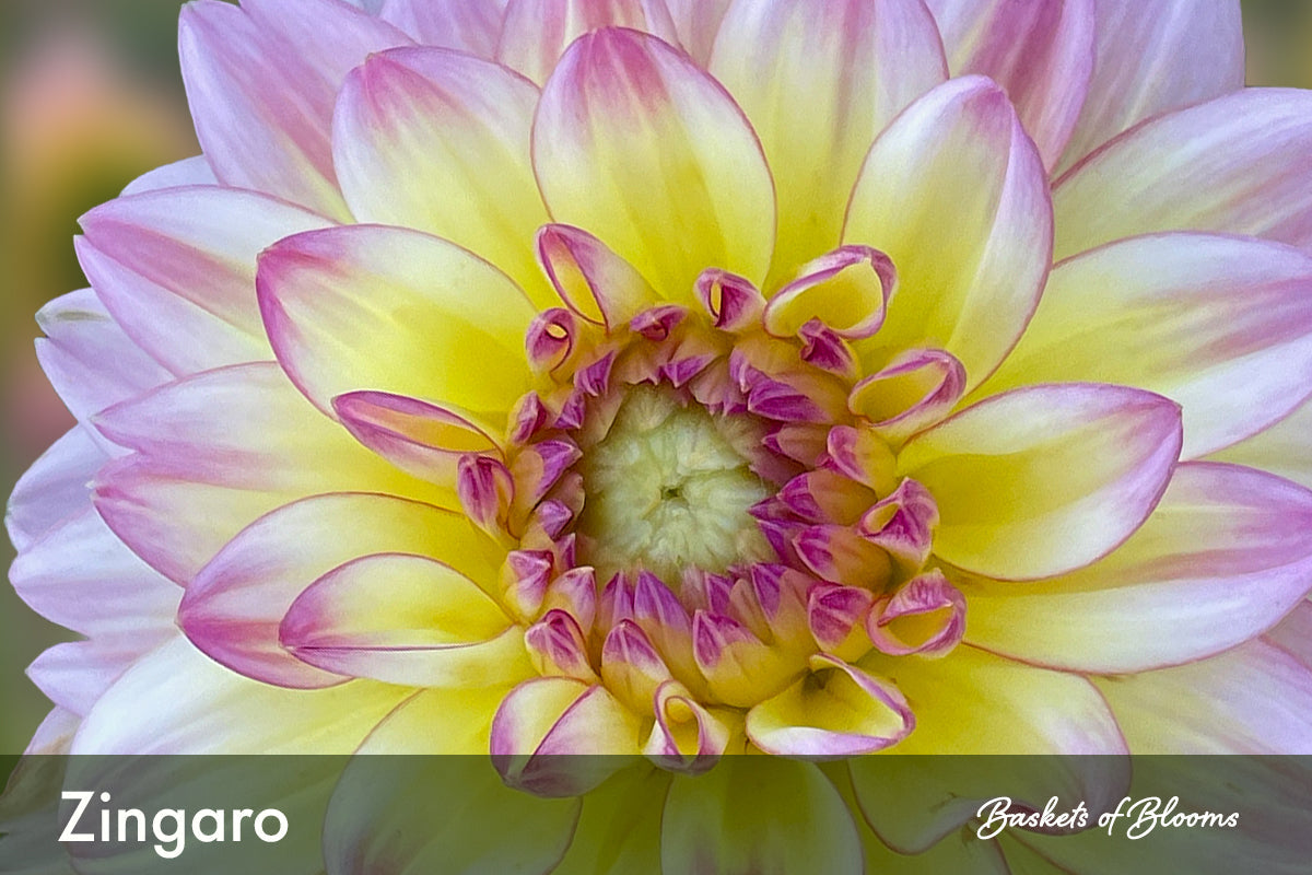 Zingaro, dahlia ROOTED Plant