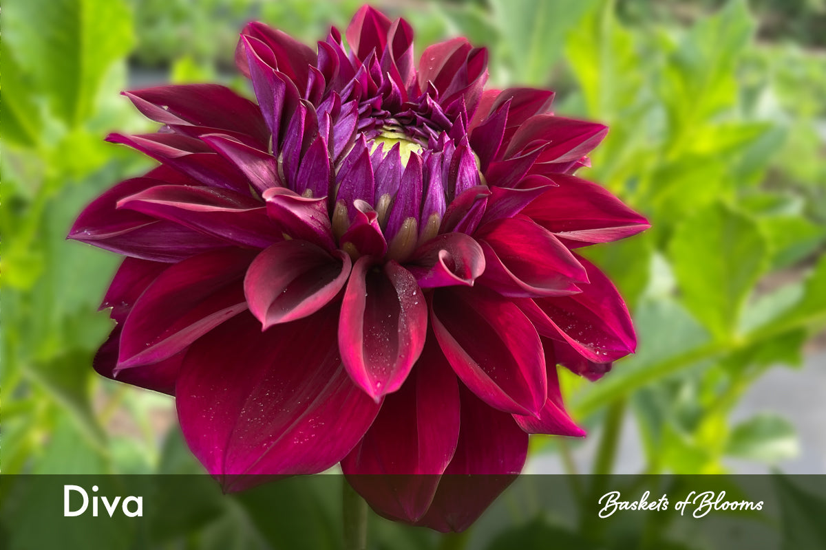 Diva, dahlia tuber