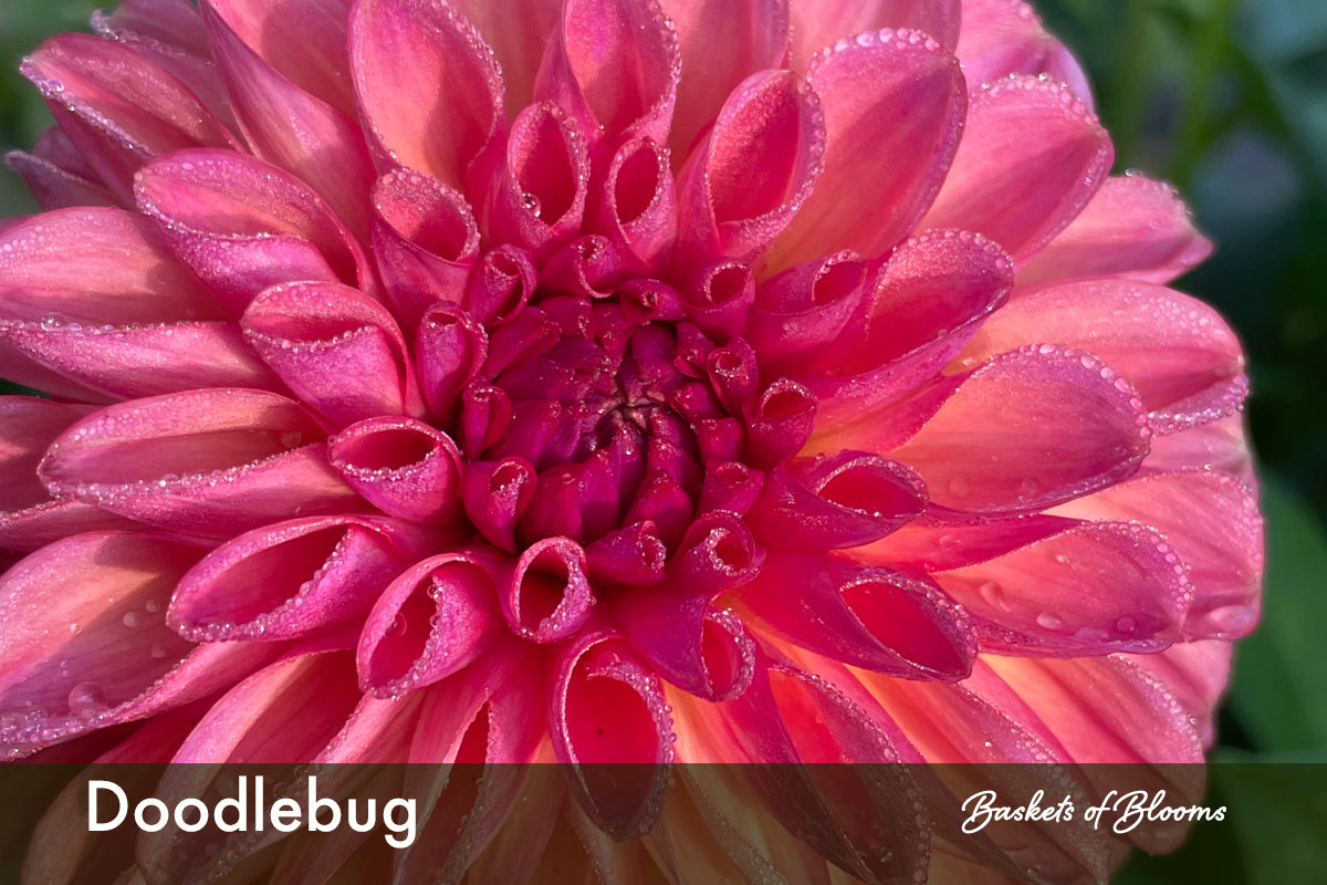 Doodlebug, dahlia tuber