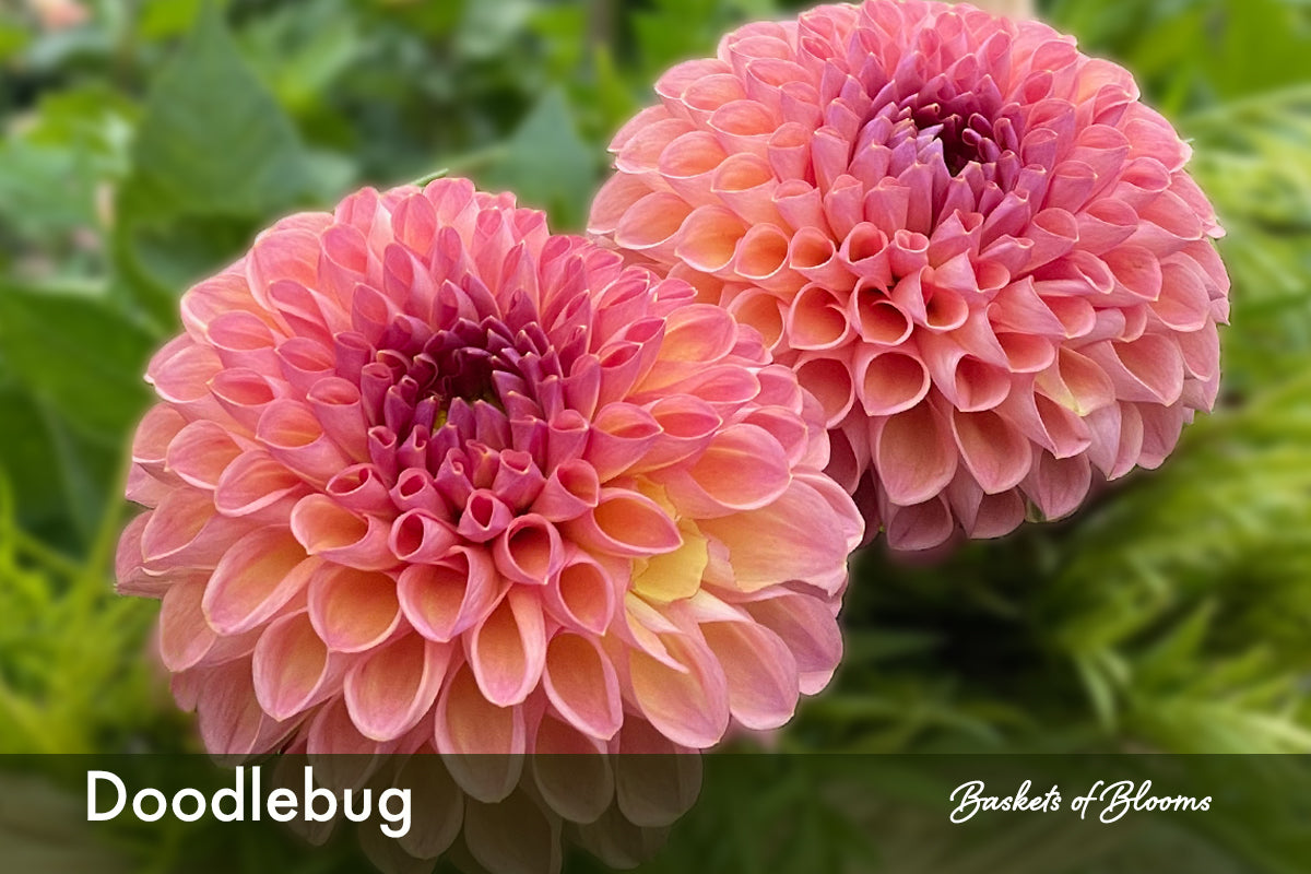 Doodlebug, dahlia tuber