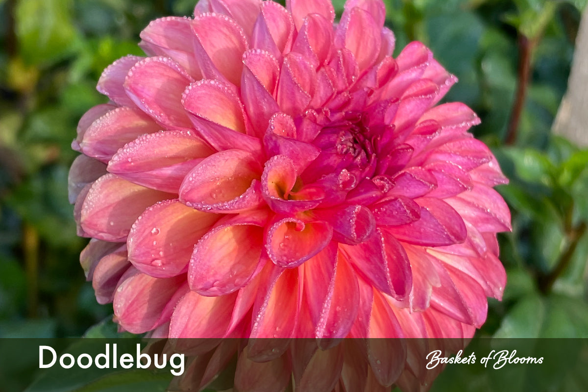 Doodlebug, dahlia tuber